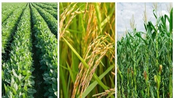 المحاصيل الزراعية