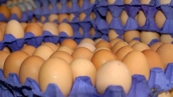 أسعار البيض اليوم