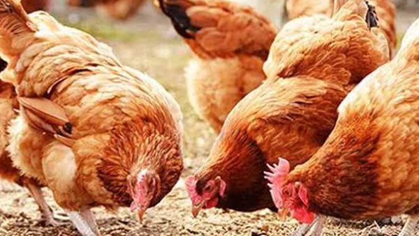 أسعار الفراخ اليوم