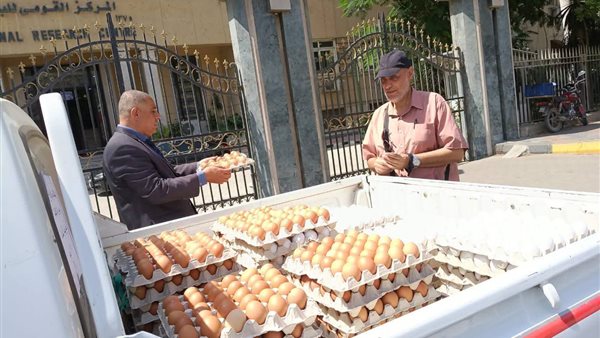 طرح الزراعة بيض بسعر