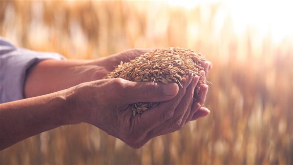 جهود الدولة لتعزيز