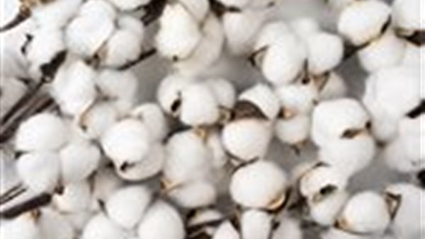 قطن قصير التيلة