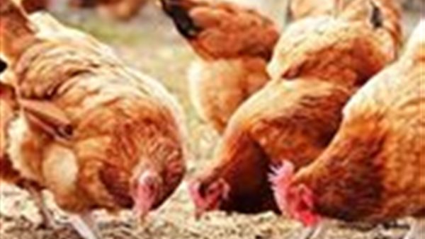 أسعار الفراخ اليوم