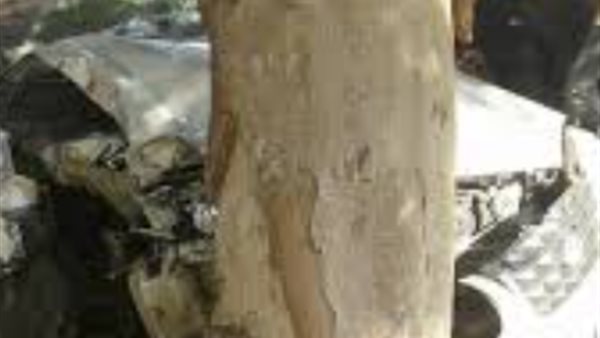 اصطدتم سيارة بشجرة