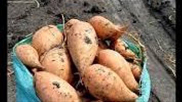 بطاطس.. ارشيفية 