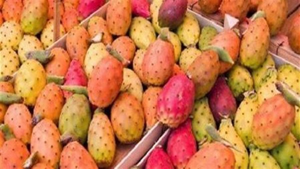 التين الشوكى