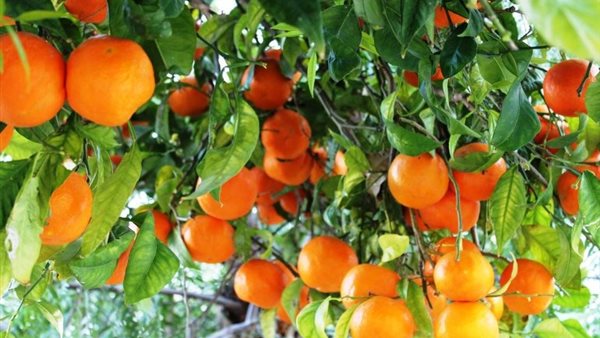 أشجار البرتقال |