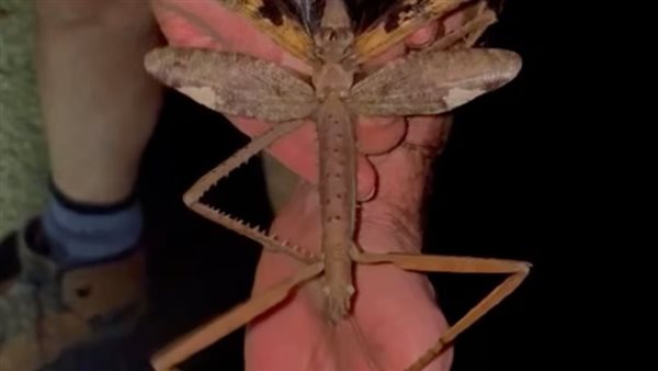 الحشرة العملاقة 