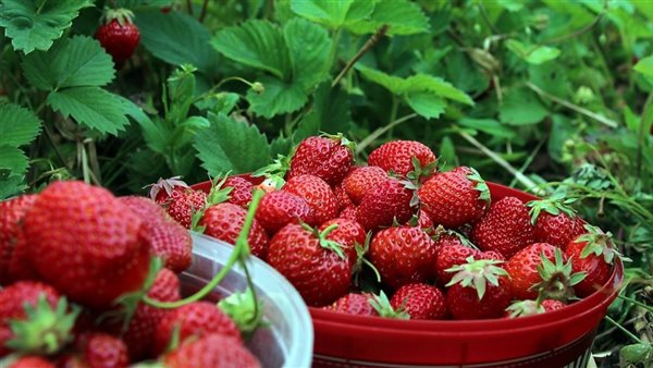 الفراولة.. أرشيفية