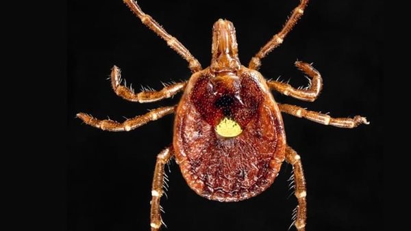 جراد.. أرشيفية