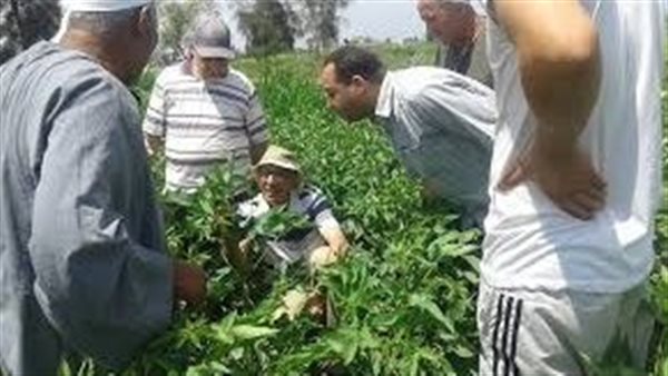 الإرشاد الزراعي