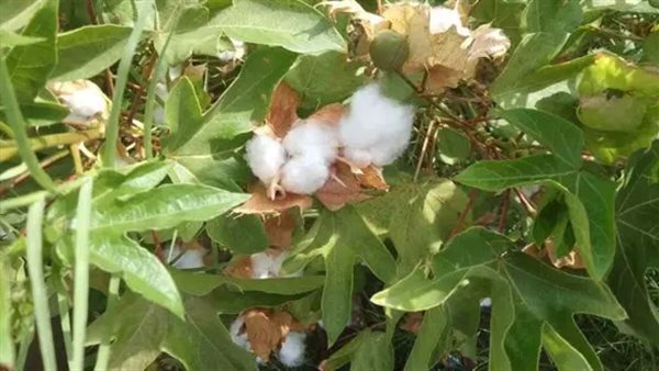 زراعة القطن فى سيناء