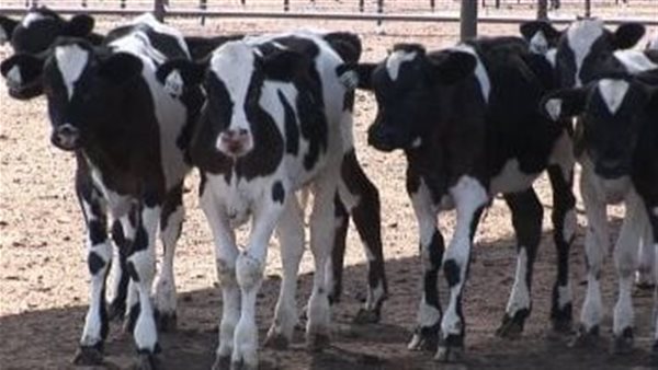 الزراعة تستمر في