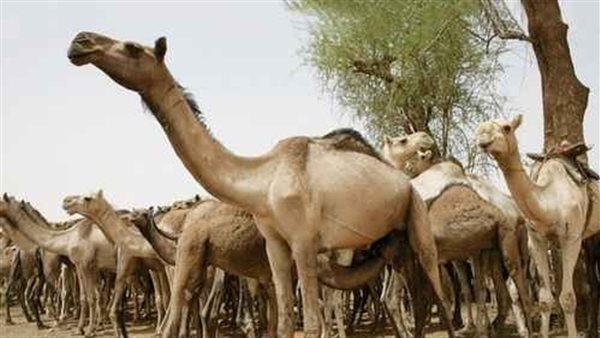 الابل.. ارشيفية