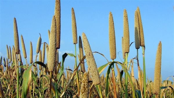 الدخن.. أرشيفية