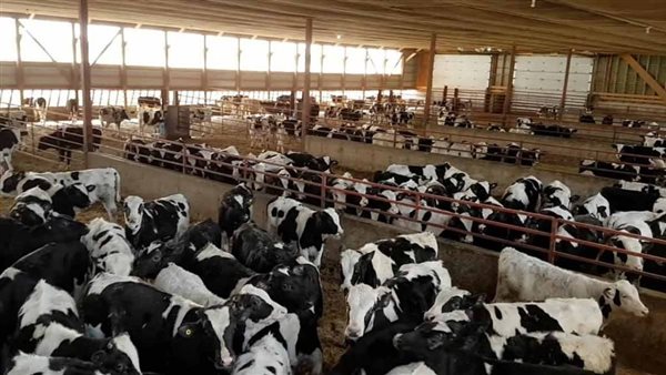 مشروع البتلو.. أرشيفية