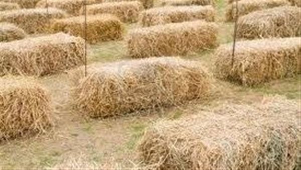 قش الارز.. أرشيفية