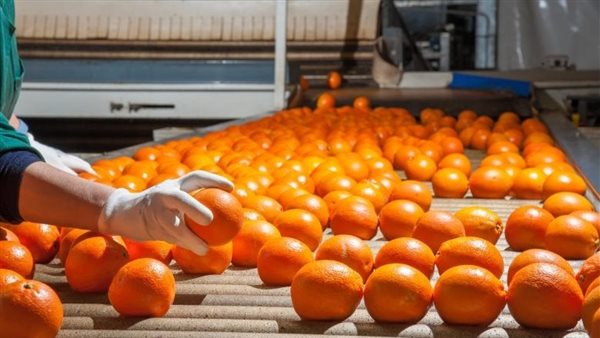 البرتقال.. أرشيفية