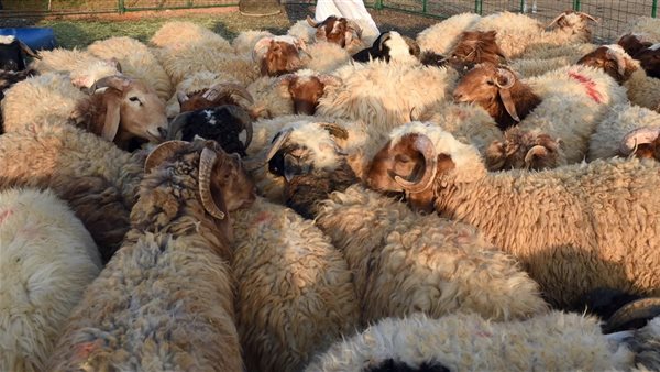 اغنام.. أرشيفية