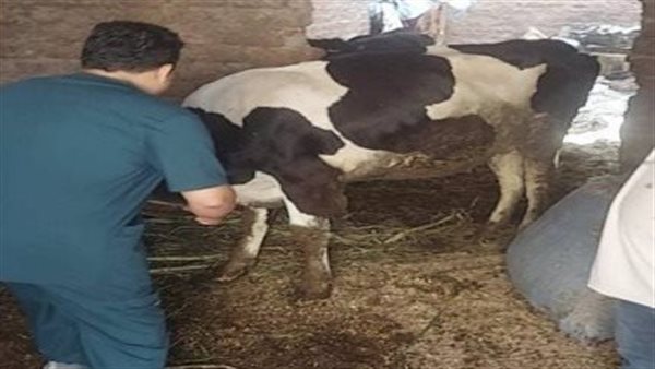 تحصين مواشي