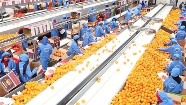 الموالح.. أرشيفية