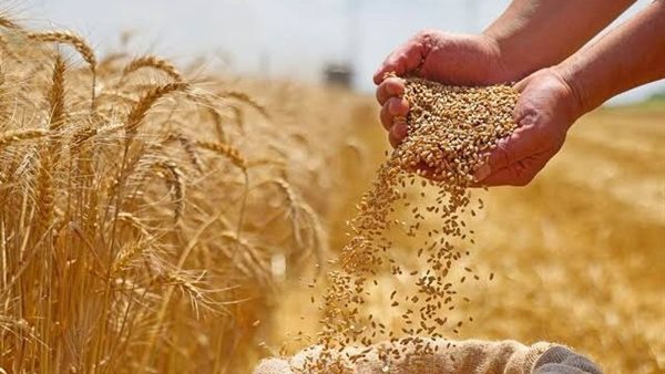 قمح.. أرشيفية