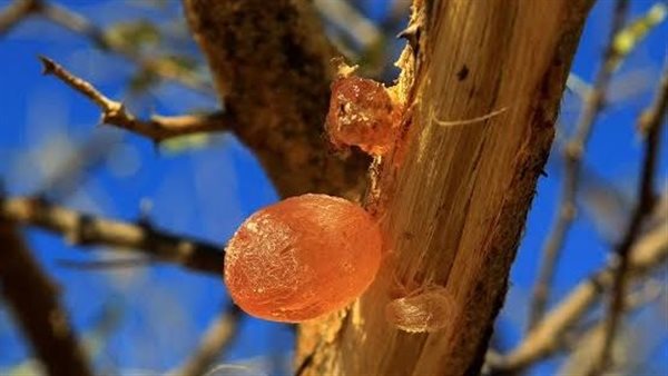 الصمغ العربي وأشجار