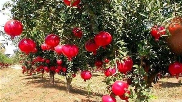 الرمان.. ارشيفية