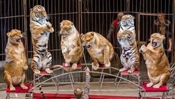 السيرك|أرشيفية 