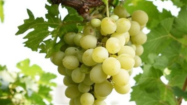 العنب.. أرشيفية