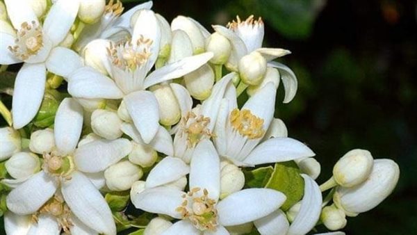 زهور النارنج.. أرشيفية