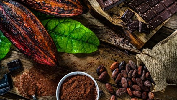 زراعة الكاكاو.. ارشيفية