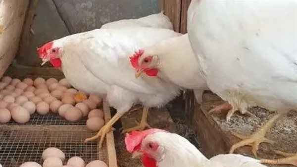 دواجن.. أرشيفية