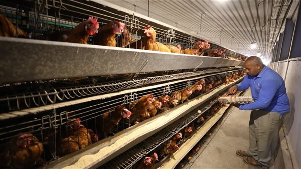 مشروع 30 مليون بيضة