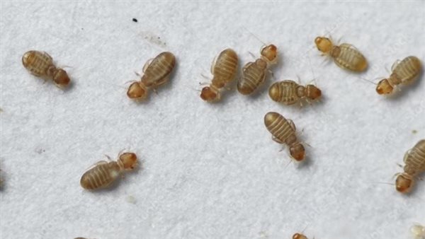 القمل.. ارشيفية