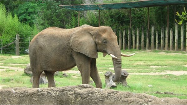 فيل - ارشيفية 