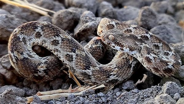 2. الحية الغريبة