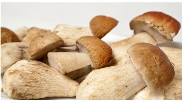 الكمأة البيضاء