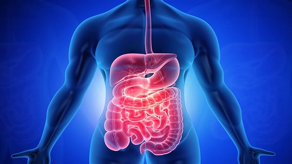 الجهاز الهضمي - تعبيرية