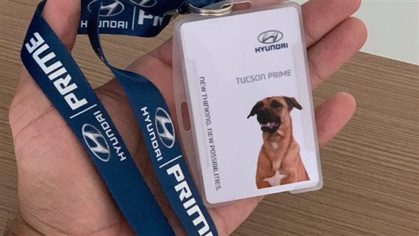 توسان برايم كلب ضال