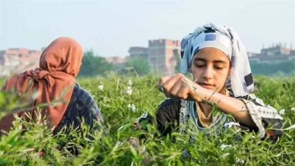 جمع الياسمين في قرية