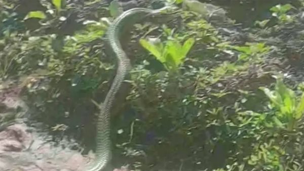 أحد الثعابين التي