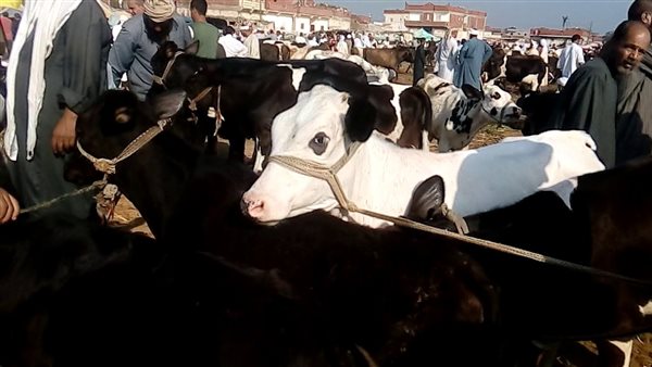 الماشية.. ارشيفية