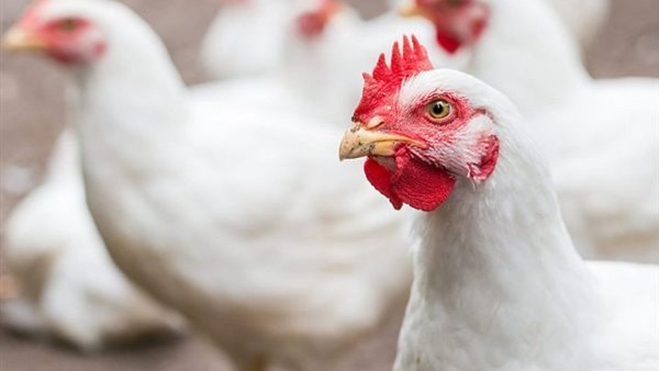 أسعار الفراخ اليوم