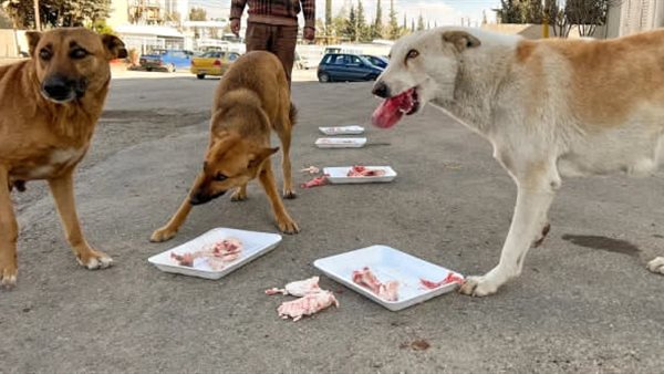 أول مأوى حكومي..