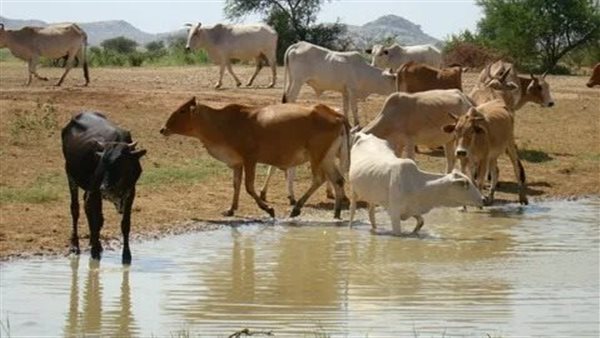 الثروة الحيوانية