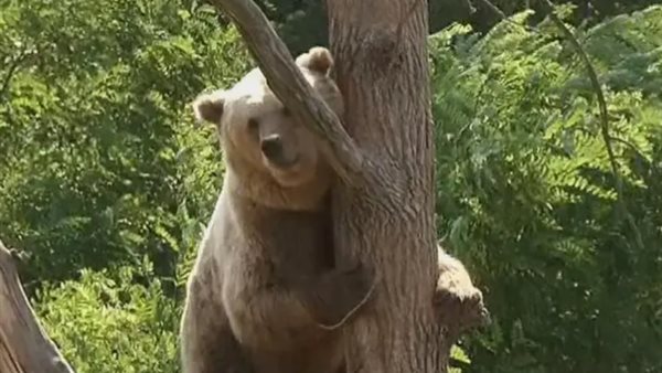 هجوم الدببة في اليابان