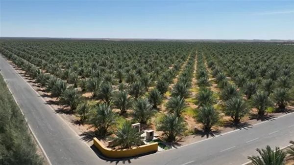 اكبر مشروع تمور فى