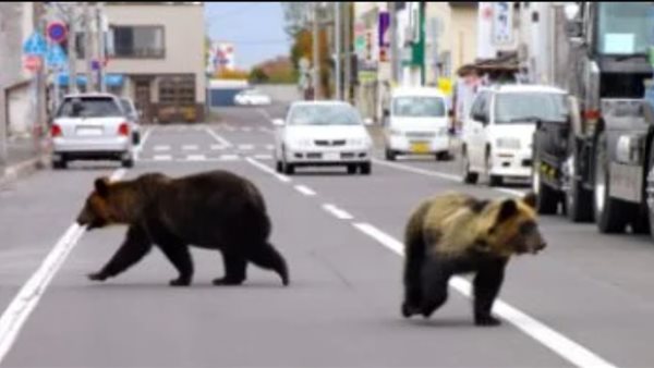 الدببة تهاجم اليابانيين
