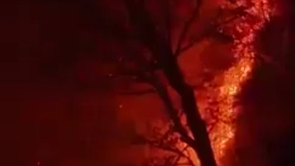 مشاهد من حريق الغابات